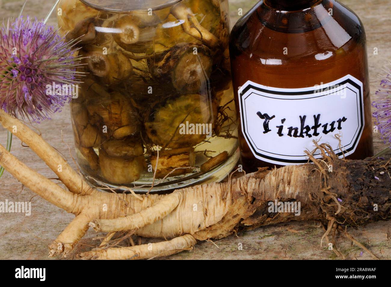 La racine de la carte sauvage (Dipsacus fullonum) et la teinture de carte (Dipsacus silvester), la teinture de thé sauvage, la teinture de carte Banque D'Images