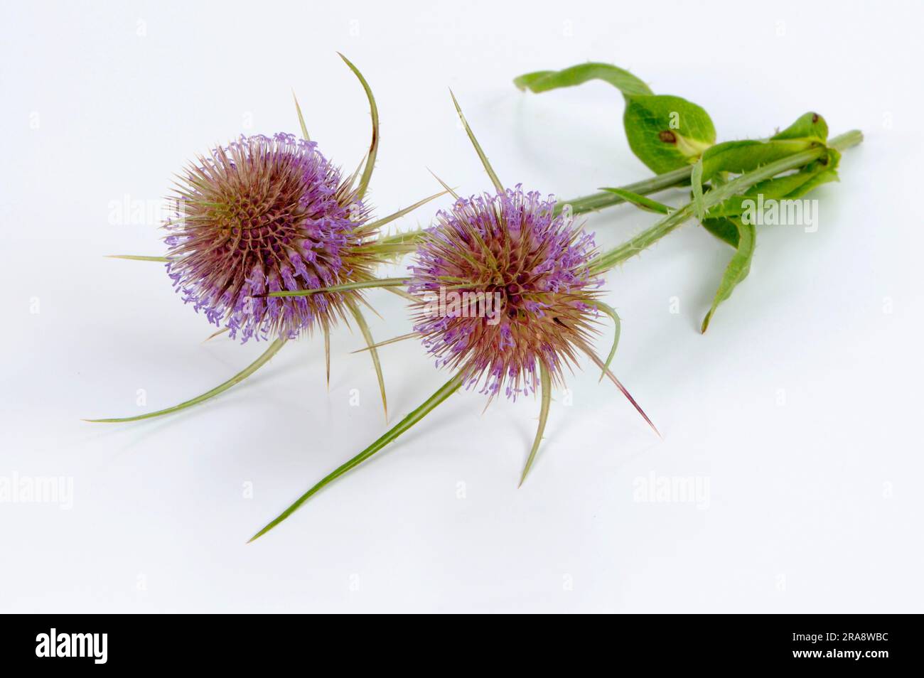 Thé à la carte (Dipsacus sylvestris) (Dipsacus silvestris) (Dipsacus fullonum) Banque D'Images