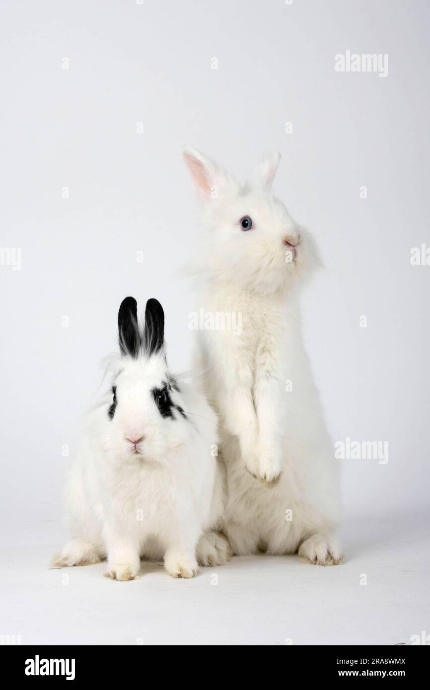 Lapins nains à la mante de lion, blancs et hotons, lapins à tête de lion, lapins domestiques, lapins nains Banque D'Images