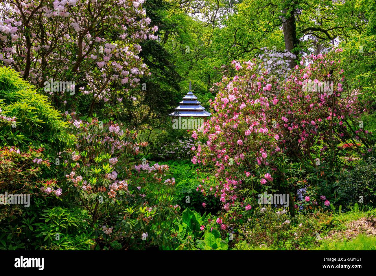 Superbes couleurs azalées et rhododendron le long du pagolien et de la rivière Cerne qui traverse les jardins de la maison de Minterne, Dorset, Angleterre, Royaume-Uni Banque D'Images