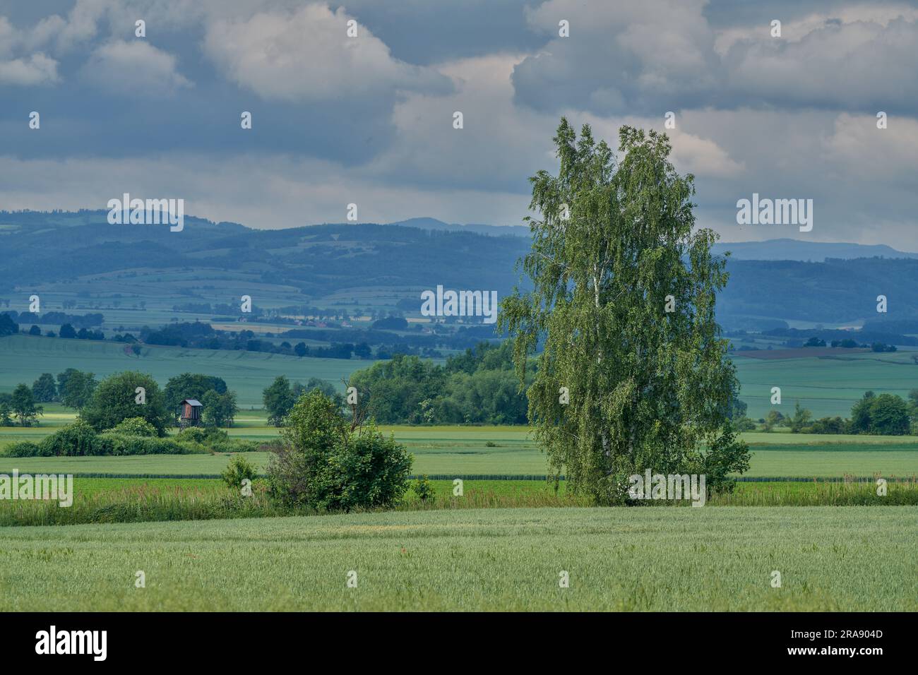 Plusieurs nuances de vert sous le ciel orageux dans le paysage rural de juin montagnes Owl Basse Silésie Pologne Banque D'Images