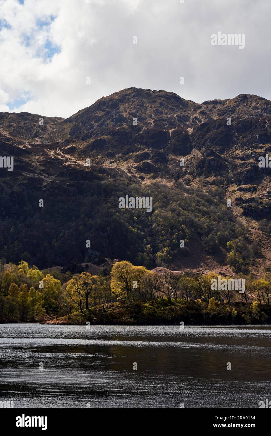 Bouleaux et Hazel sur fond de Ben venue Lock Katrine, Loch Lomond et le parc national des Trossachs Banque D'Images