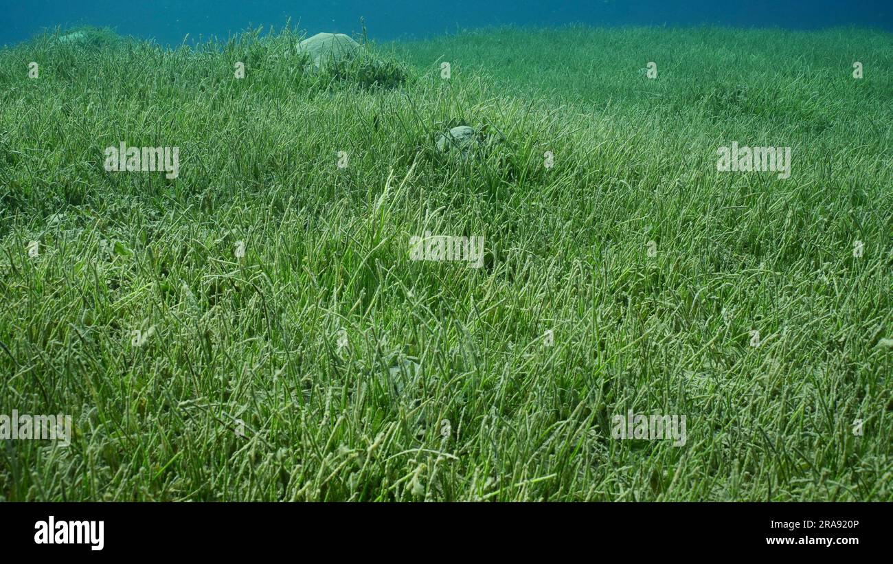 Fond marin recouvert d'herbes marines vertes. Aller de l'avant au-dessus de la prairie d'herbes marines à feuilles rondes vertes ou de nageles (Syringodium isoetifolium) Banque D'Images