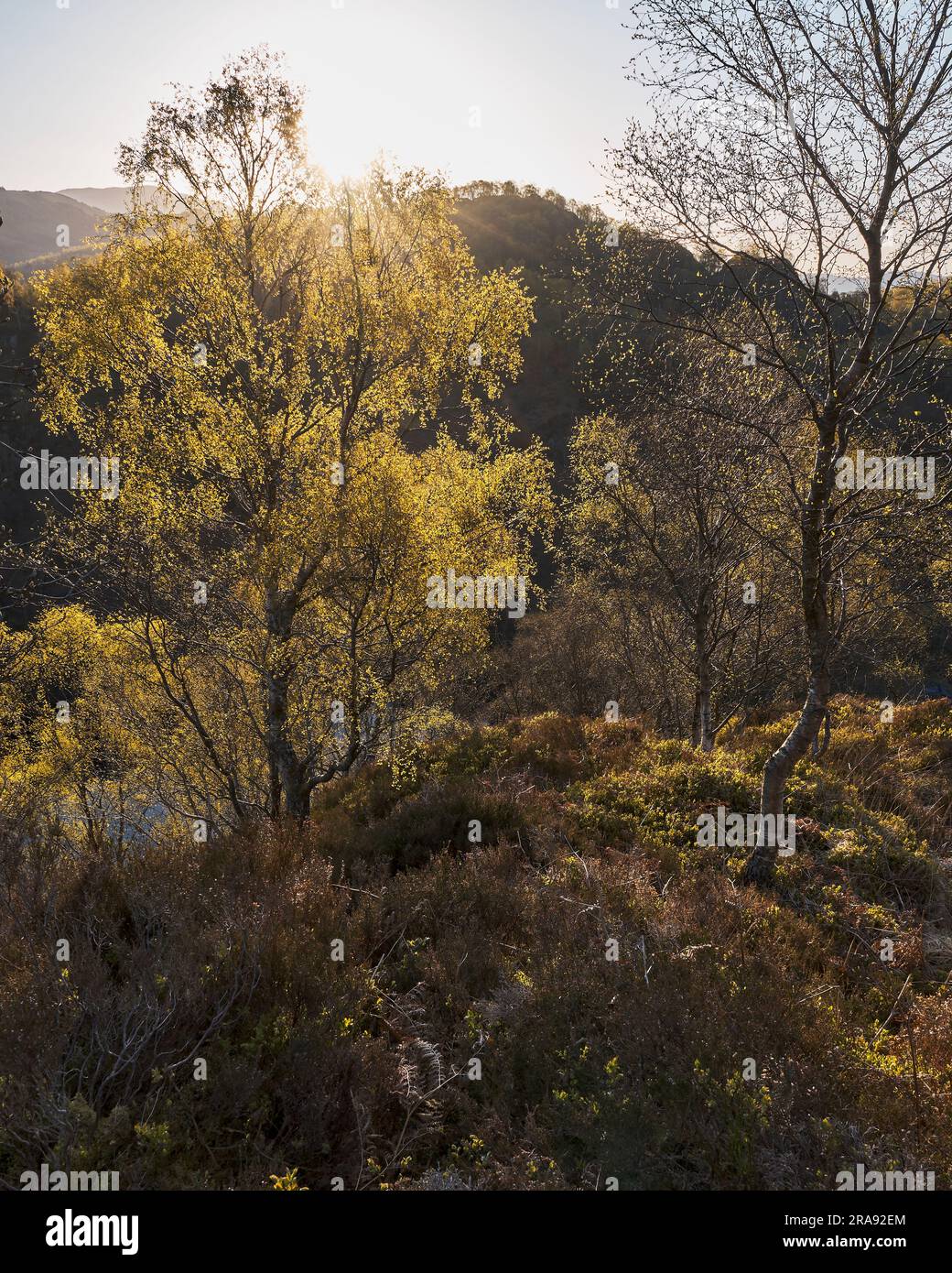 Arbre de bouleau dans la feuille de printemps dans les collines autour de Lock Katrine, Loch Lomond et le parc national des Trossachs Banque D'Images