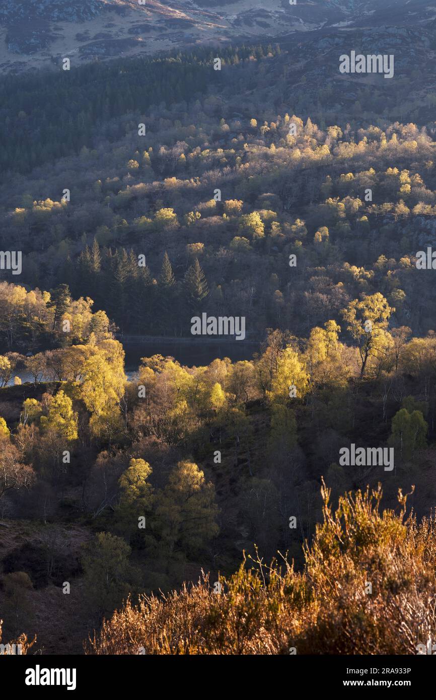 Bouleaux et Hazel dans les collines autour de Lock Katrine, Loch Lomond et le parc national des Trossachs Banque D'Images