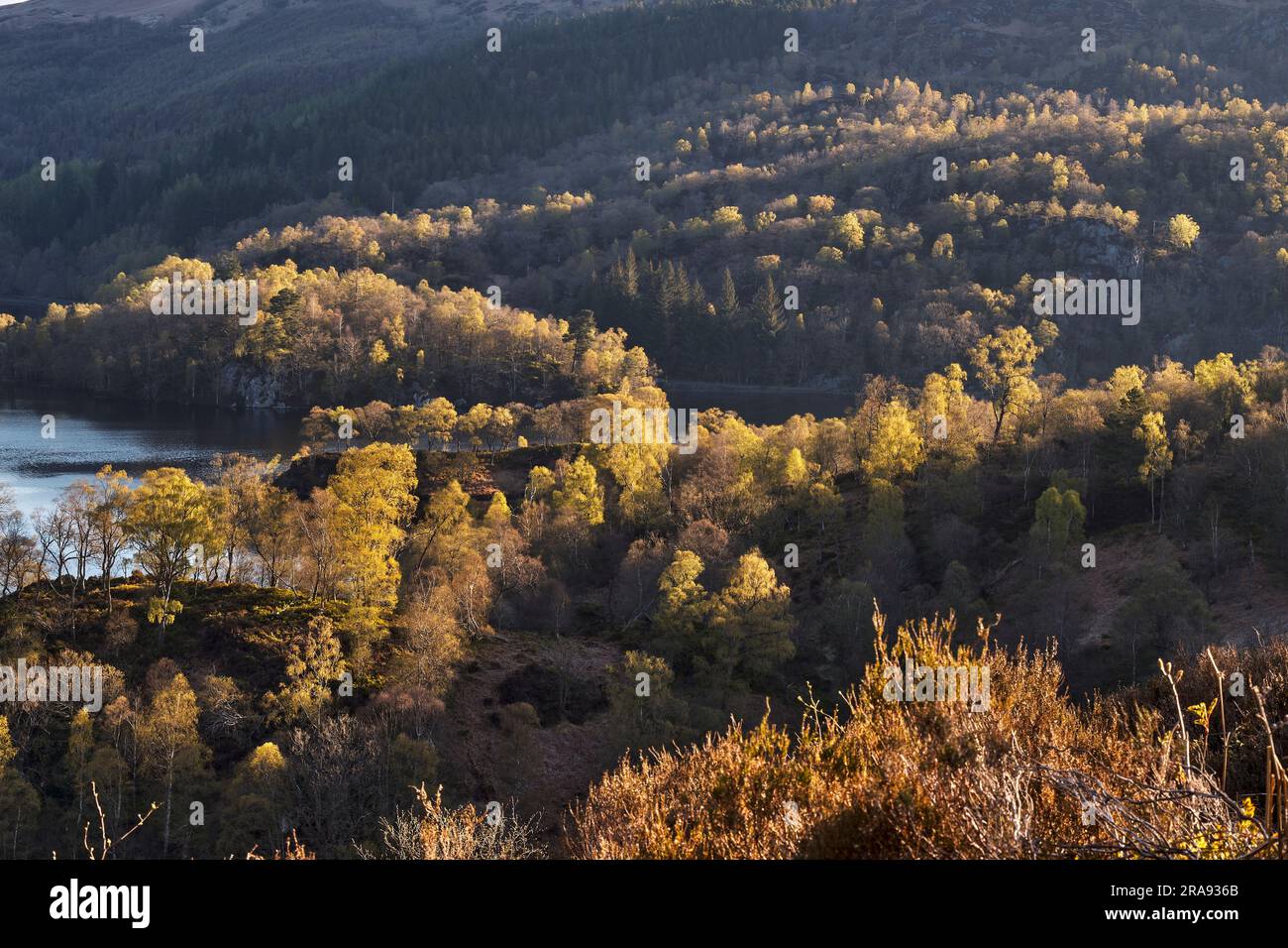 Bouleaux et Hazel dans les collines autour de Lock Katrine, Loch Lomond et le parc national des Trossachs Banque D'Images