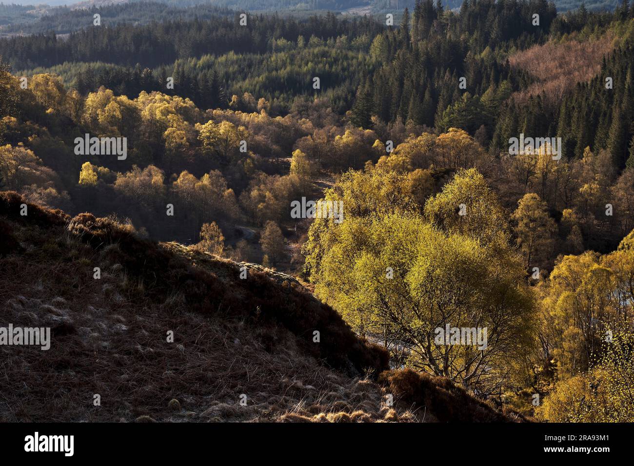 Bouleaux et Hazel dans les collines autour de Lock Katrine, Loch Lomond et le parc national des Trossachs Banque D'Images