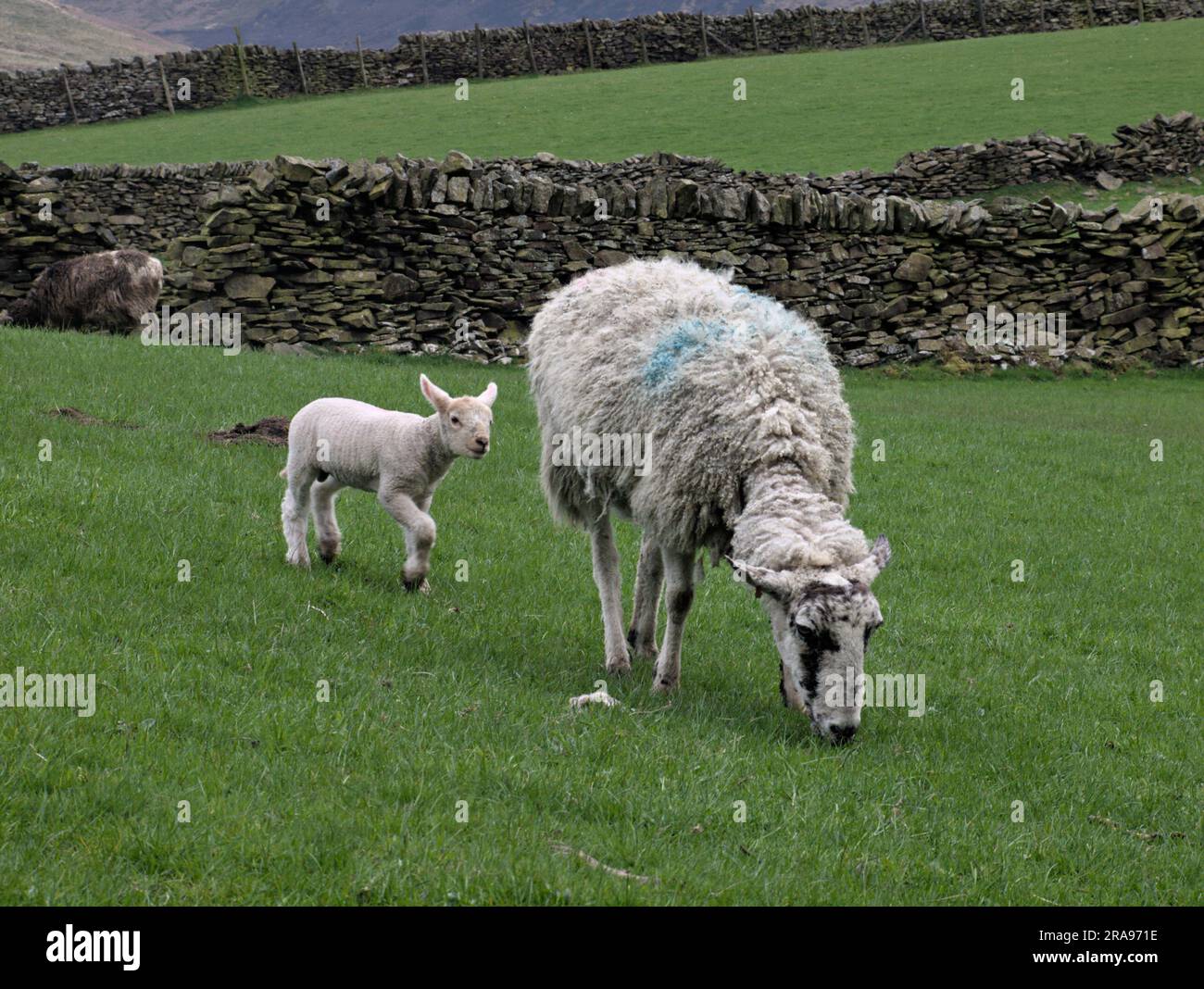 Brebis et agneau dans les champs au-dessous de Binn Moor près de Rams Clough, vallée de Wessenden, Marsden. Banque D'Images