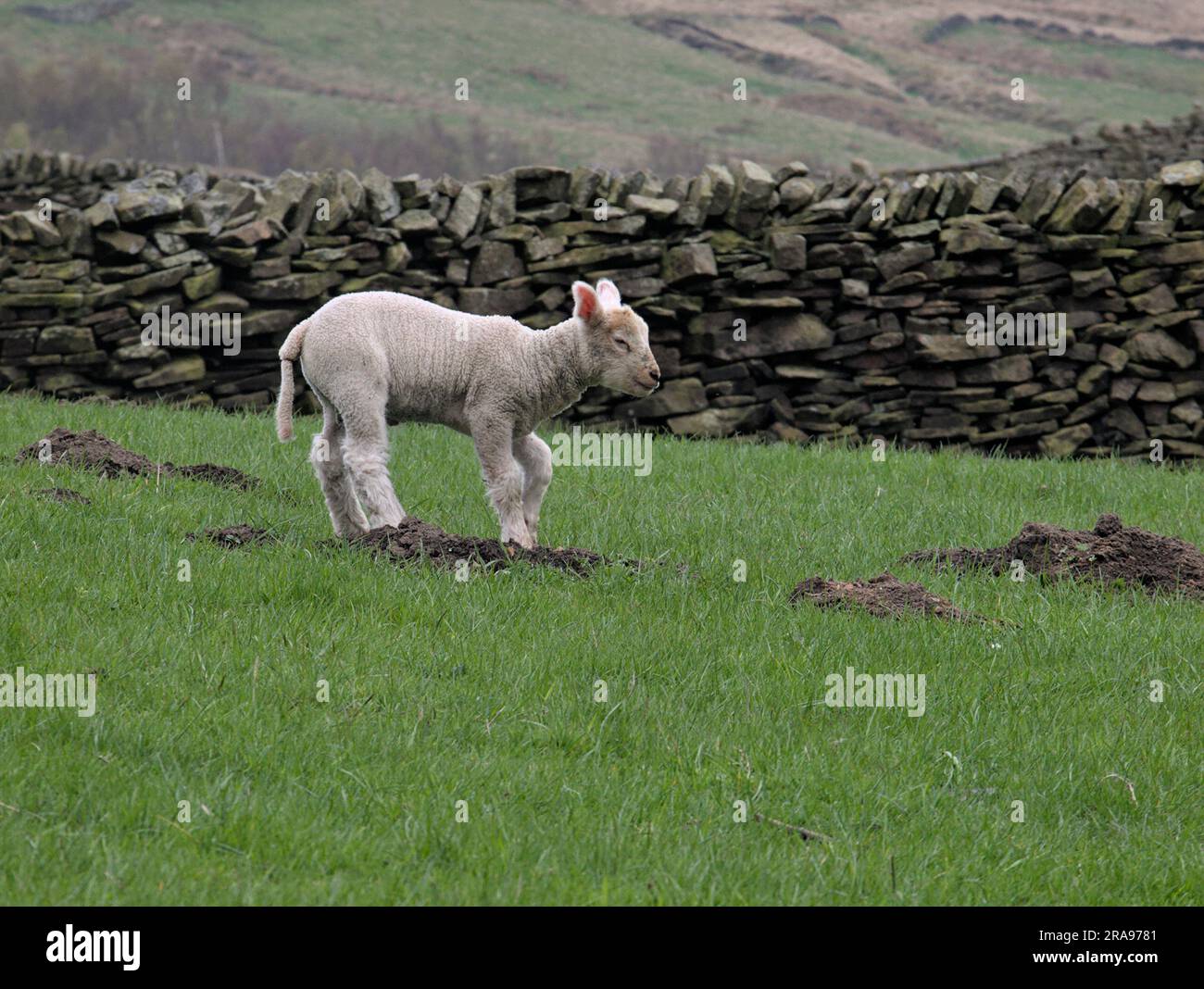 Agneau dans les champs au-dessous de Binn Moor près de Rams Clough, vallée de Wessenden, Marsden. Banque D'Images