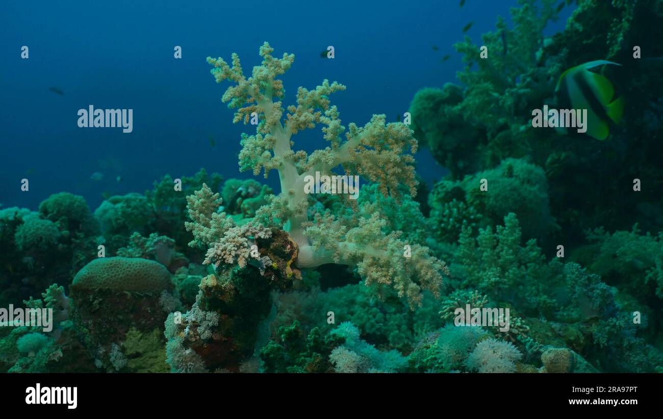 Magnifique récif de corail en rayons du matin. Les poissons tropicaux colorés nagent près du lever du soleil corasat doux et dur. La vie sur le récif de corail sous les rayons du soleil à daw Banque D'Images