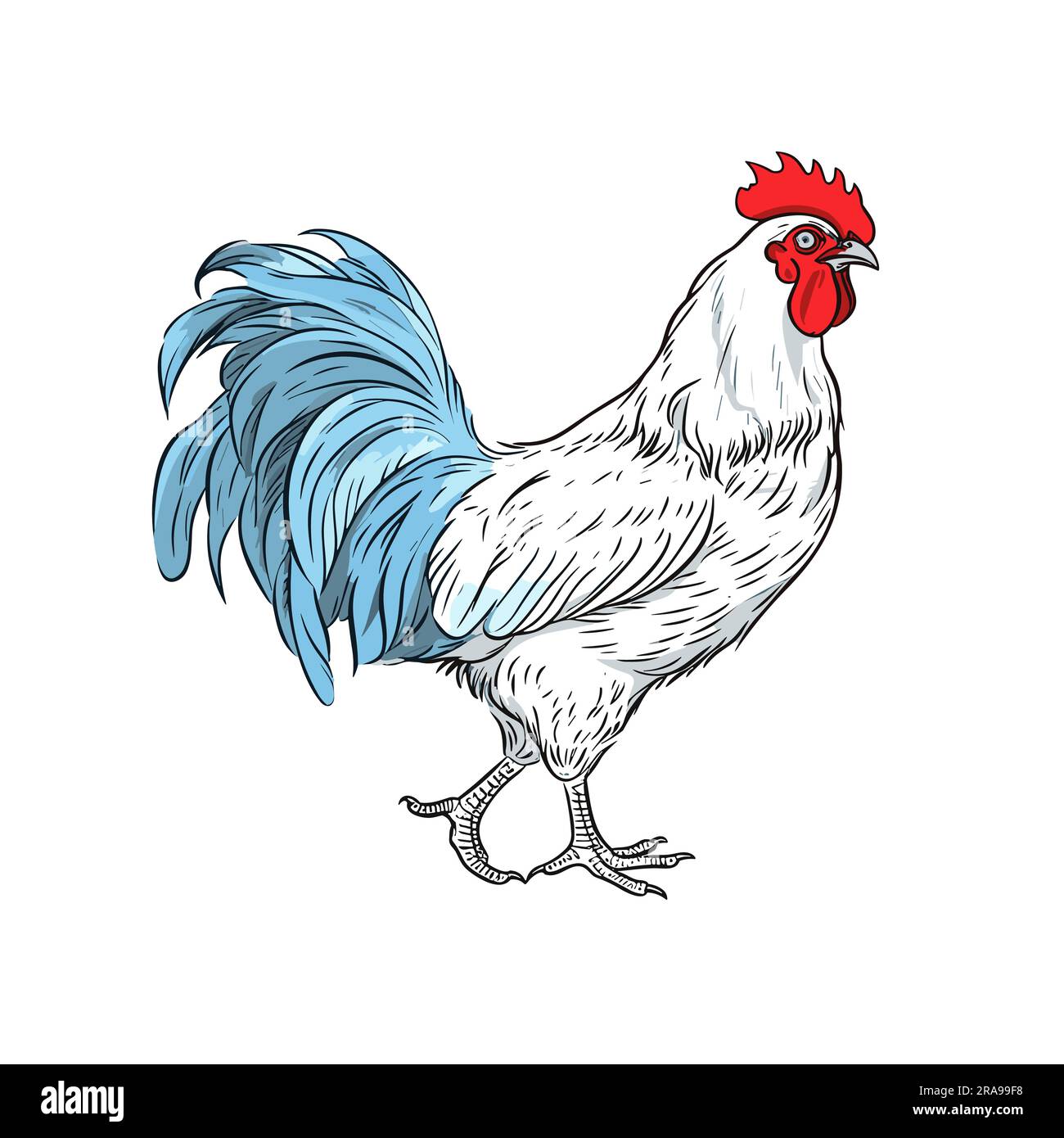 Coq. Illustration du coq dessinée à la main. Illustration de dessin ...