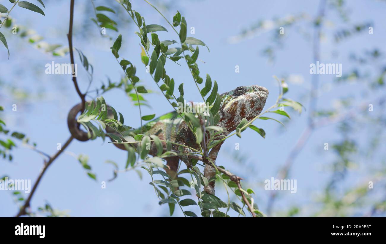Le caméléon vert se trouve sur une branche mince d'arbre parmi les feuilles vertes, la queue entourant la branche le jour ensoleillé sur fond bleu ciel. Panther ch Banque D'Images