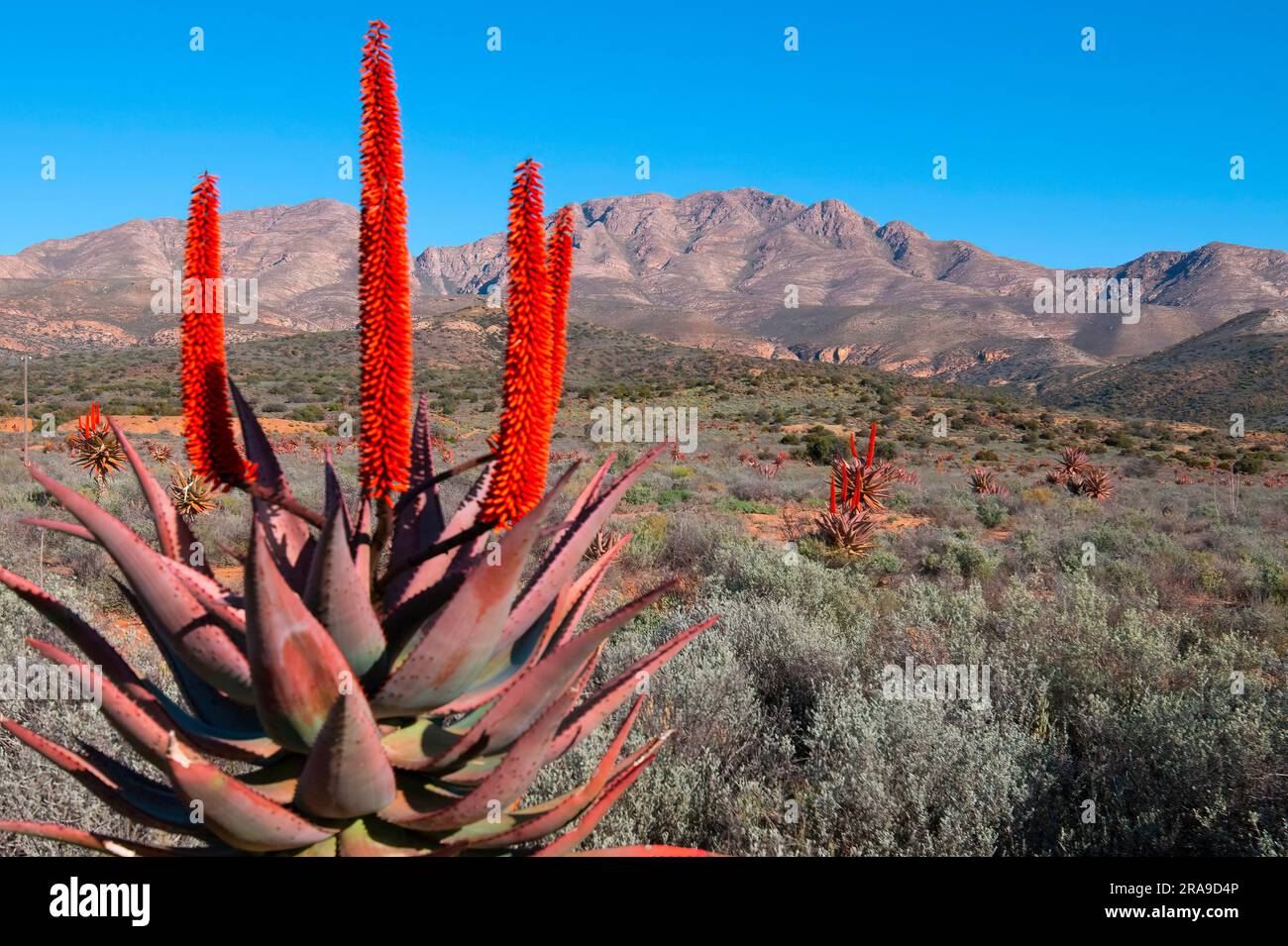 L'aloès amer sous les montagnes de Kammanassie Banque D'Images