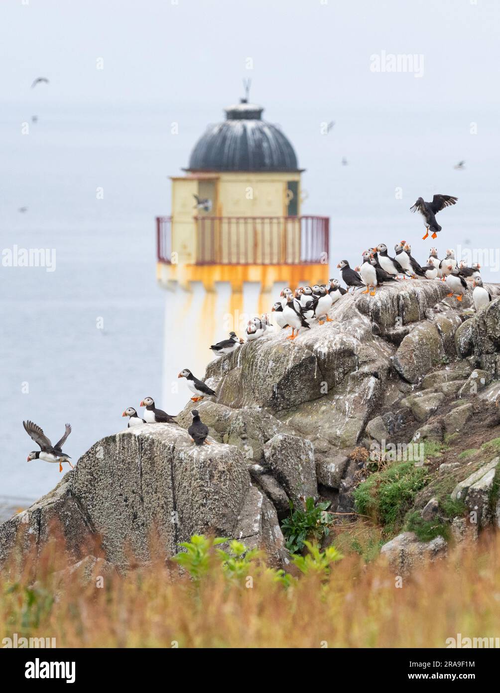 Des macareux se trouvent devant l'observatoire des oiseaux de l'île de mai, à Fife, en Écosse, au Royaume-Uni Banque D'Images