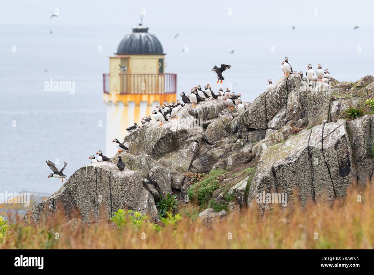 Des macareux se trouvent devant l'observatoire des oiseaux de l'île de mai, à Fife, en Écosse, au Royaume-Uni Banque D'Images