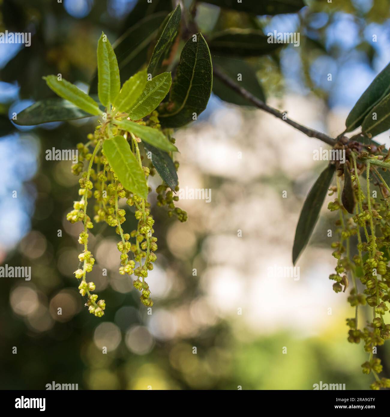 Le Quercus suber, communément appelé le chêne-liège, est un chêne de taille moyenne, à feuilles persistantes, dans la section Quercus secte cerris. Banque D'Images