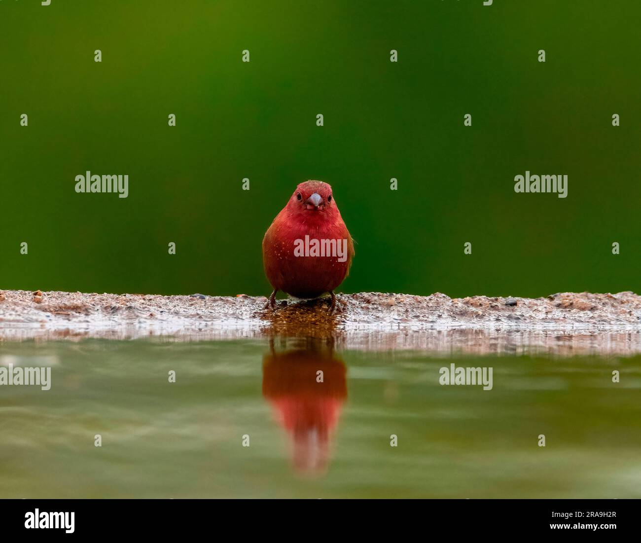 Au bord de l'eau. Un mâle adulte Firefinche à bec rouge à Mkhombe hide, Zimanga Banque D'Images