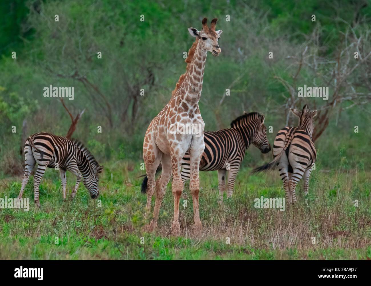 Girafe juvénile, réserve privée de Zimanga. Banque D'Images