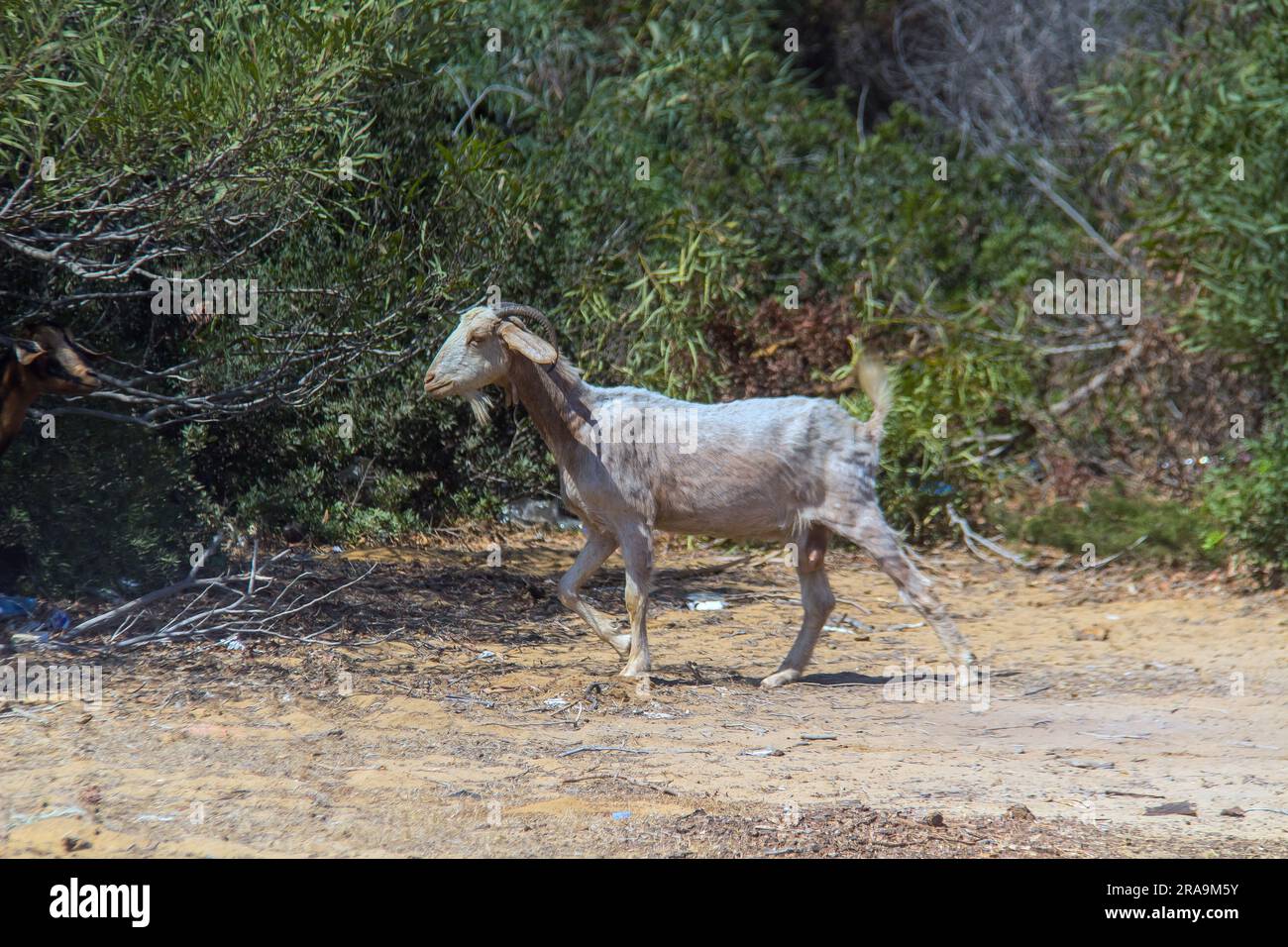 Chèvre sahélien : exploration de la race unique dans son habitat naturel Banque D'Images