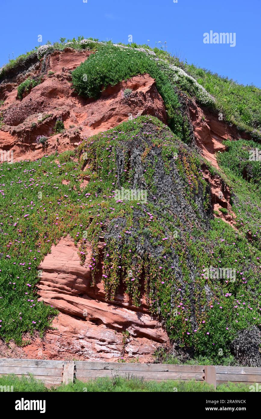 Devon Rouge Fleurs sauvages qui poussent sur les falaises de grès rouge au-dessus ...