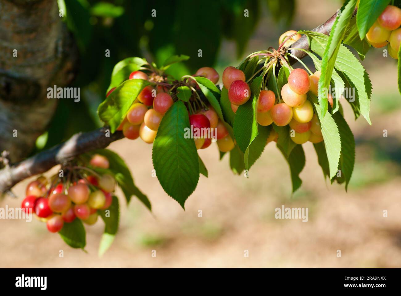 Branche d'arbre fruitier avec cerises et feuilles vertes en France en été. Banque D'Images