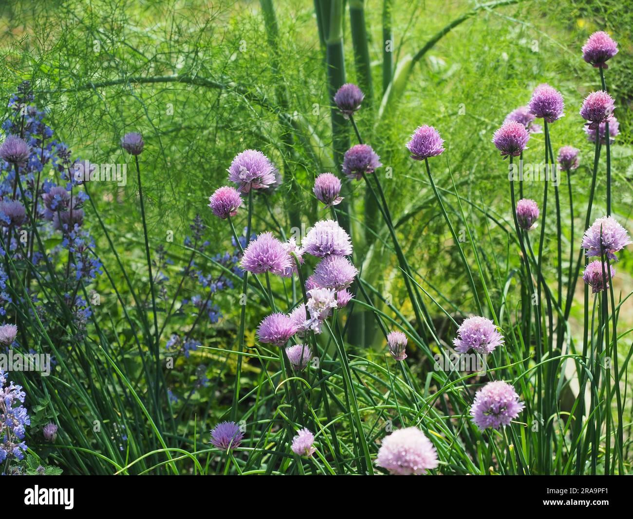 Légumes biologiques dans le jardin lit surélevé dans le jardin naturel, l'ail et le fenouil Banque D'Images