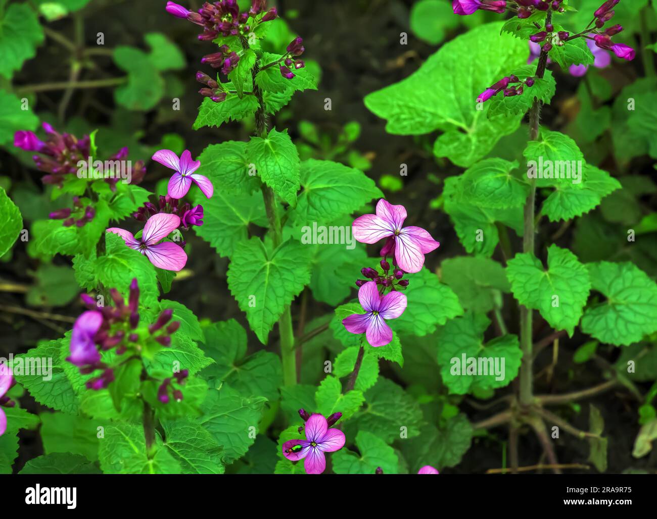 Lunaria annua, fleurs annuelles d'honnêteté, Dollar d'argent, plante de l'argent, plante à fleurs dans la famille des Brassicaceae, originaire des Balkans et du sud-ouest de l'ASI Banque D'Images