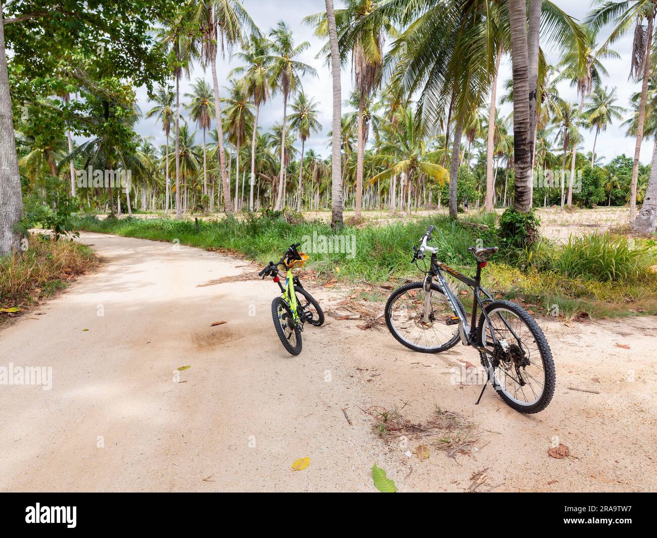 Deux vélos hors-bord sur une route de terre à travers une plantation de noix de coco dans la province de Chonburi, en Thaïlande. Faible profondeur de champ avec les vélos en vue et Banque D'Images