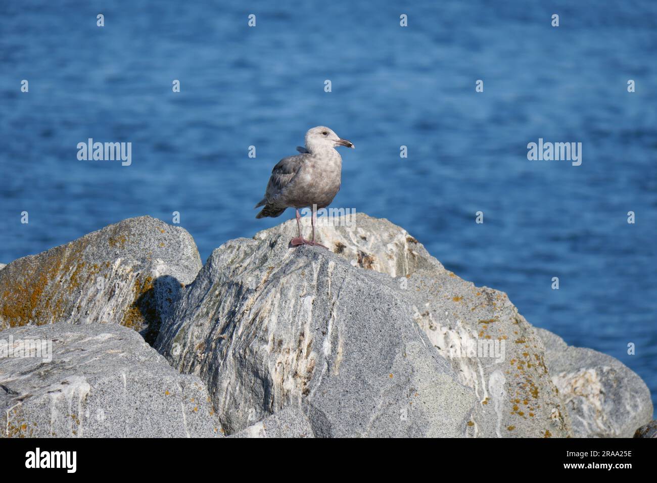 Seagull perché sur un rocher à White Rock Pier en Colombie-Britannique, Canada Banque D'Images