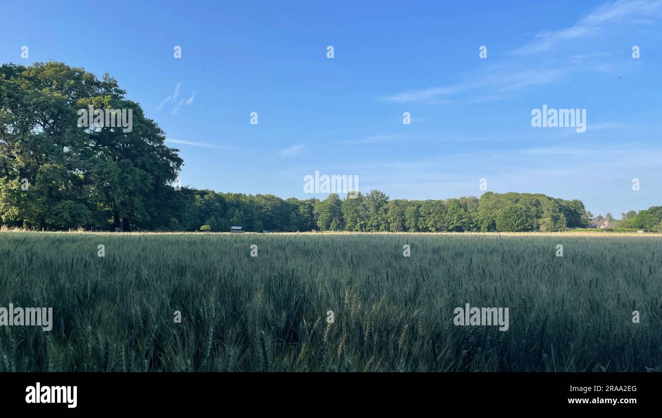 Champ de blé à Langenfeld, Rhénanie, Allemagne Banque D'Images