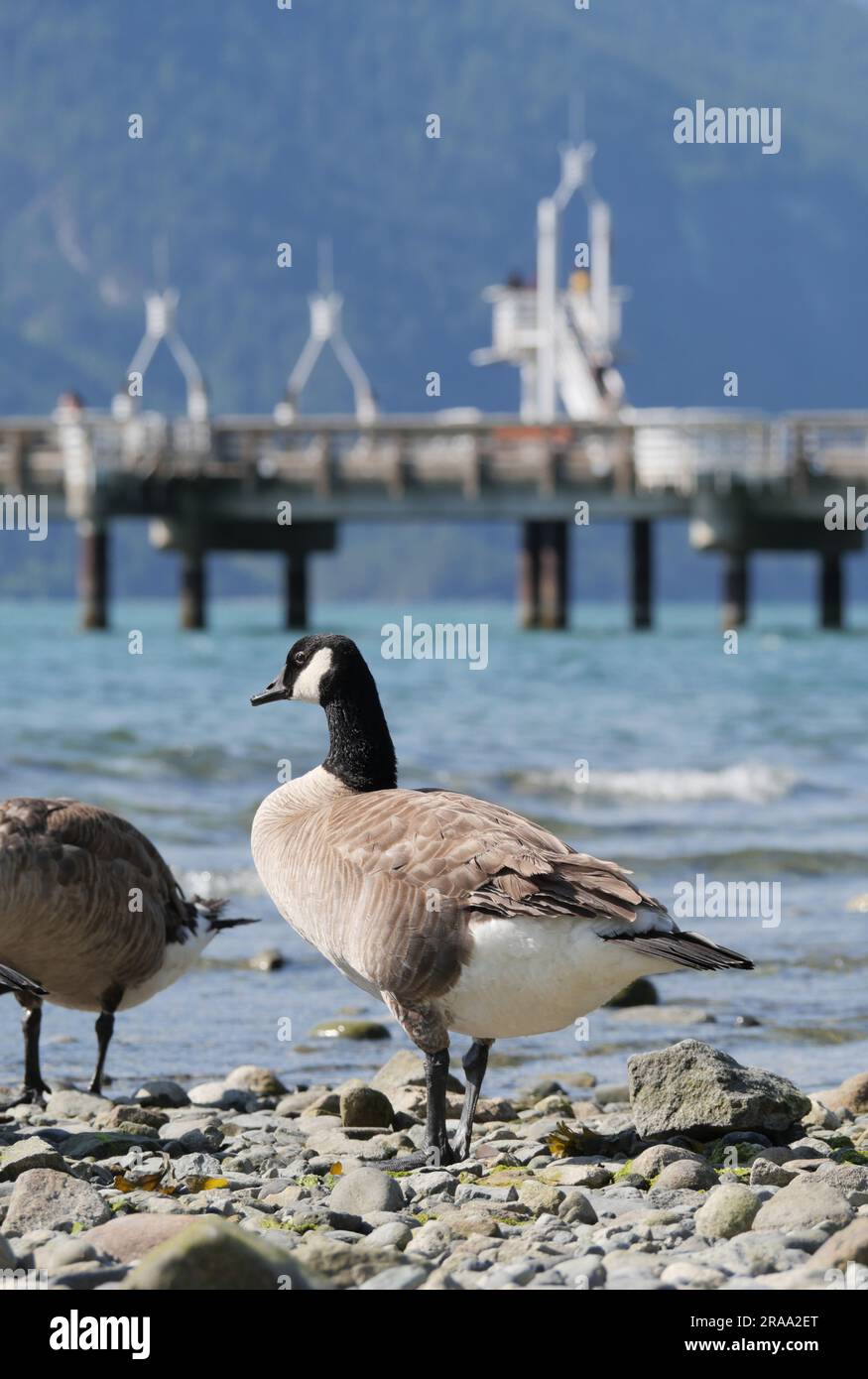 Bernache du Canada debout sur la plage au parc provincial de Porteau Cove, Colombie-Britannique, Canada Banque D'Images