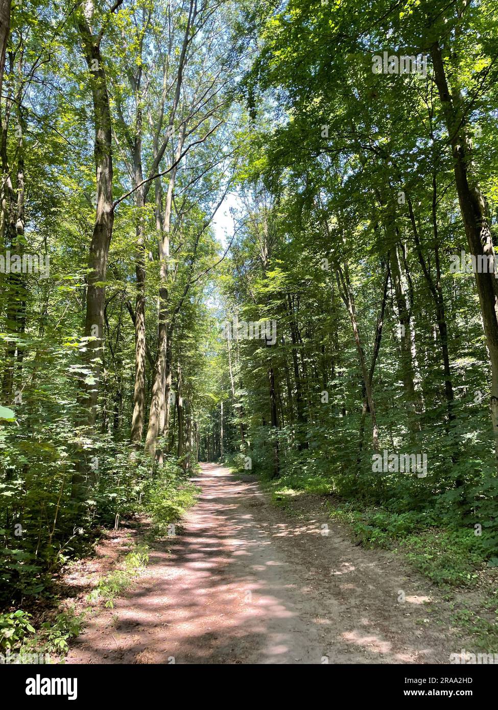 Sentier de randonnée dans la réserve naturelle d'Ohligser Heide à Solingen, Rhénanie-du-Nord-Westphalie, Allemagne Banque D'Images