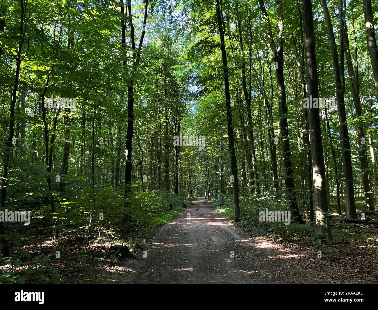Sentier de randonnée dans la réserve naturelle d'Ohligser Heide à Solingen, Rhénanie-du-Nord-Westphalie, Allemagne Banque D'Images