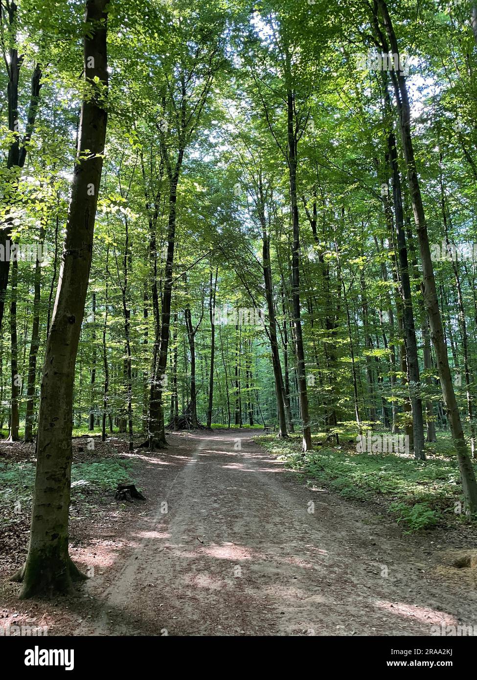 Sentier de randonnée dans la réserve naturelle d'Ohligser Heide à Solingen, Rhénanie-du-Nord-Westphalie, Allemagne Banque D'Images
