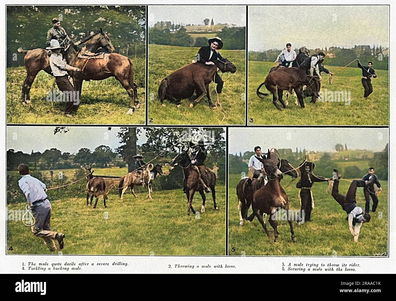 M. Fred Gonnet, un entraîneur de cheval, cassant dans des mules réfractaires pour l'armée, assisté de plusieurs garçons mexicains qui sont experts en lasso. Date: 1915 Banque D'Images