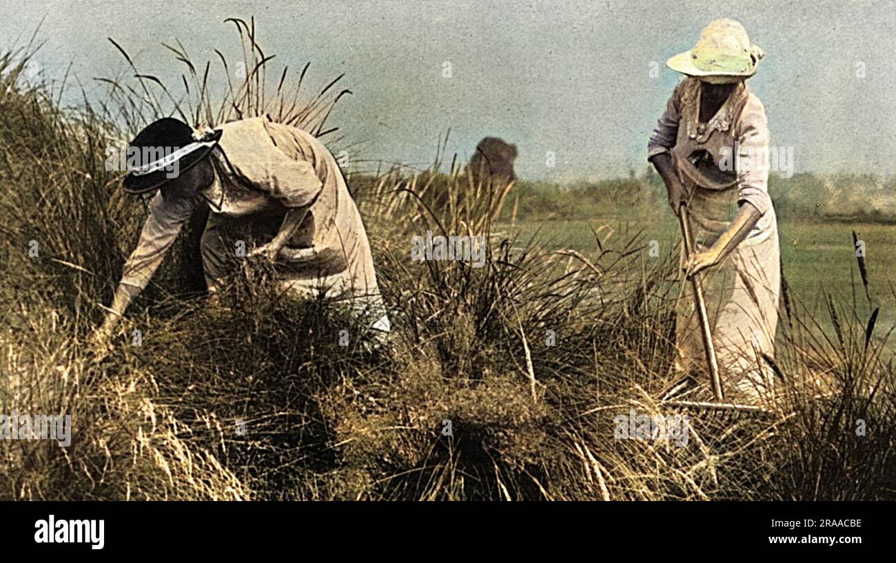 Le terrain de golf de guerre - les travailleuses qui tenaient une colline de sable couverte et courbée au terrain de golf Sandy Lodge à Northwood où les femmes et les garçons fournissaient la plus grande partie du travail. Date: 1916 Banque D'Images