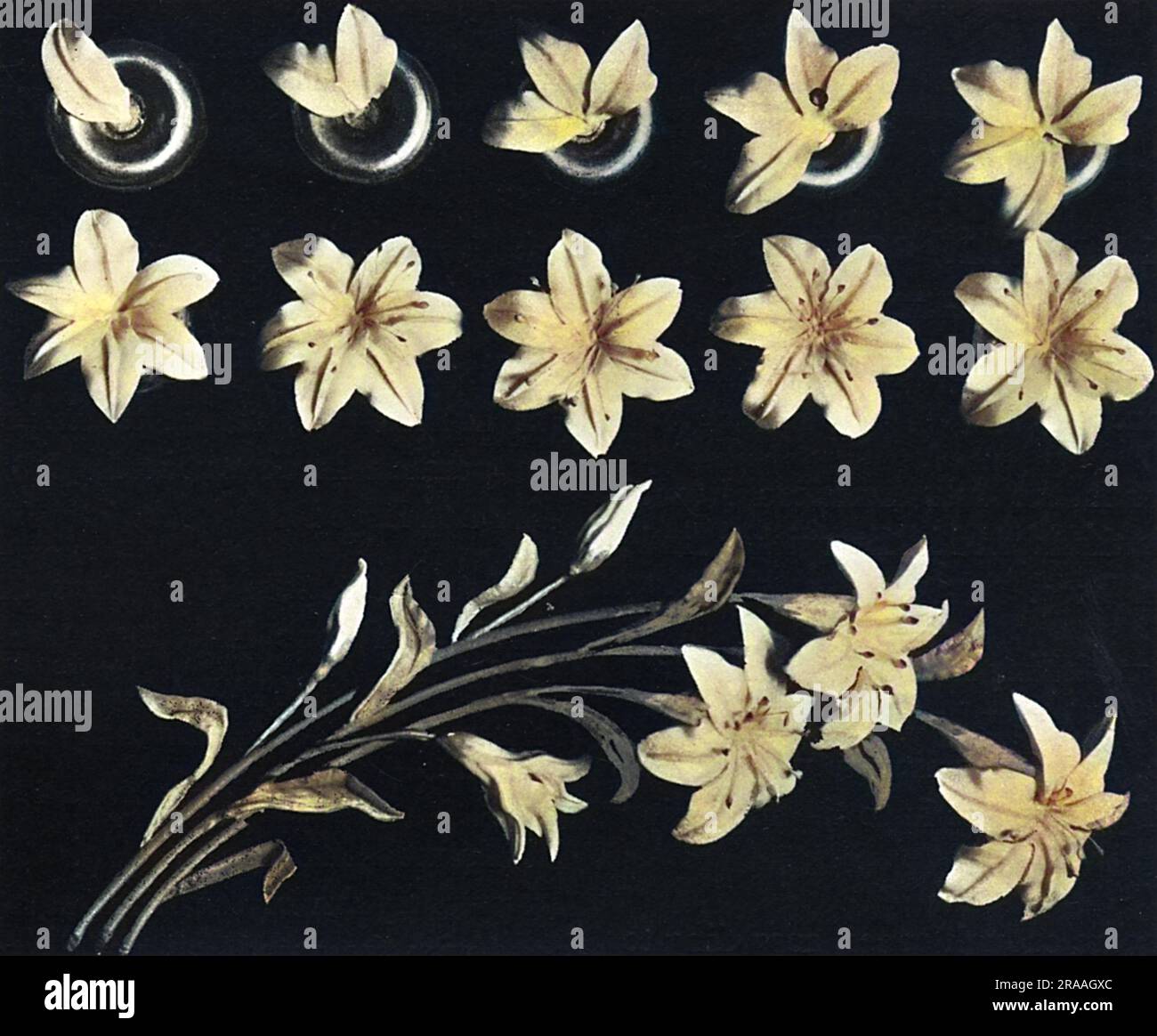 Motif gâteau, fleur. Lily de Pâques, Lily Spray Date: 1936 Banque D'Images