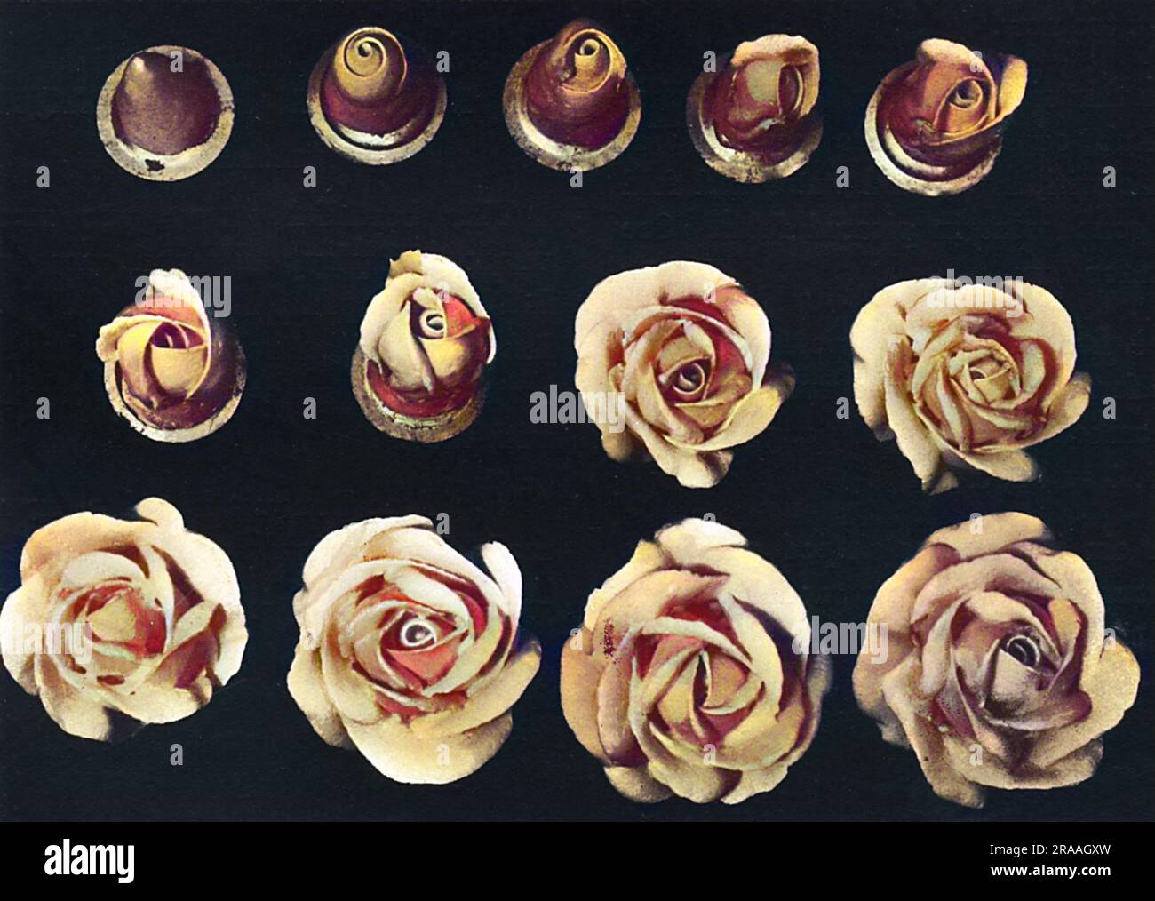 Motif gâteau, fleur. La Rose, la plus commune mais la mose utilisé de toutes les belles fleurs Date: 1936 Banque D'Images