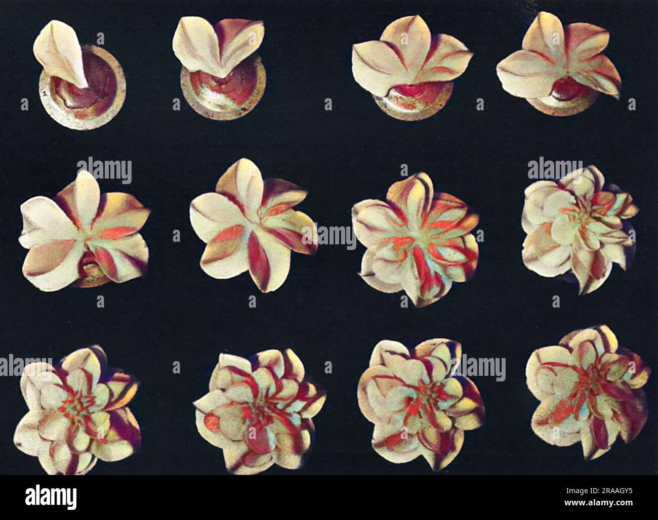 Motif gâteau, fleur, Dahlias, blanc, rose, Jaune ou rouge. Date: 1936 Banque D'Images