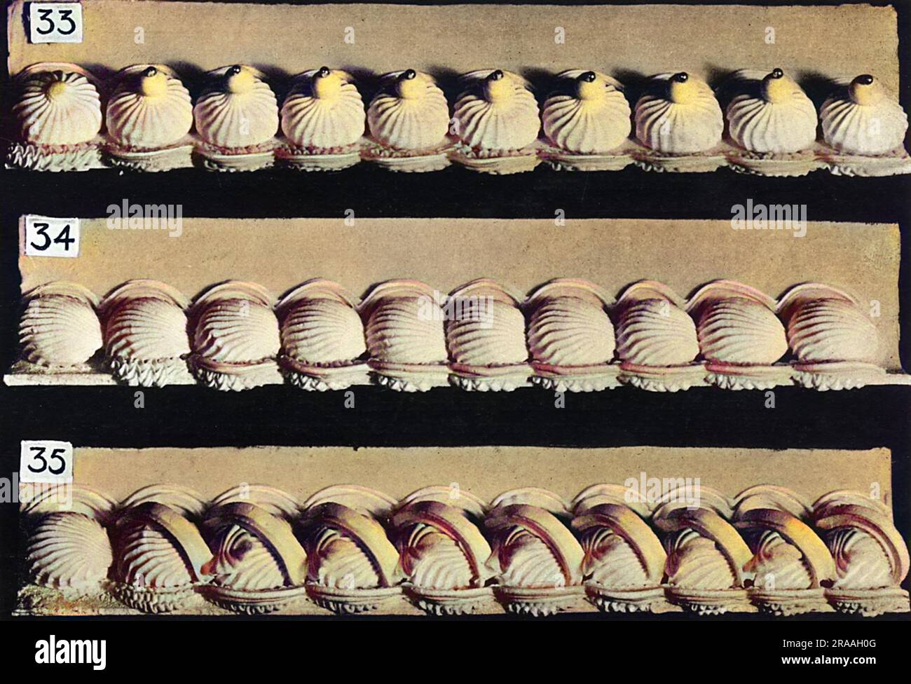 Bordures à gâteau et à défilement latéral, bordures simples Date: 1936 Banque D'Images