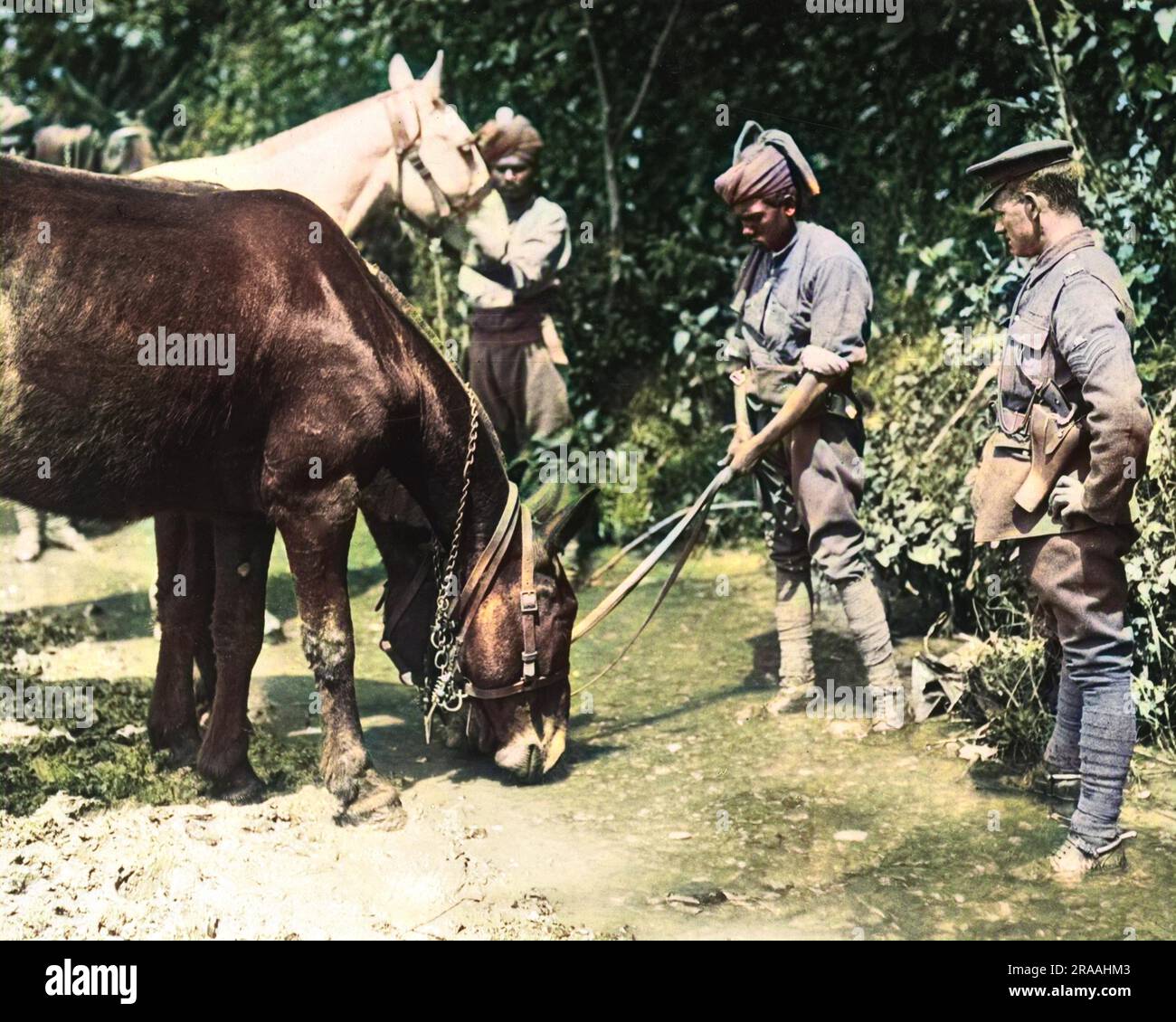 Des soldats indiens arrosoir des mules sur le front occidental en France pendant la première Guerre mondiale. Date: Vers 1916 Banque D'Images