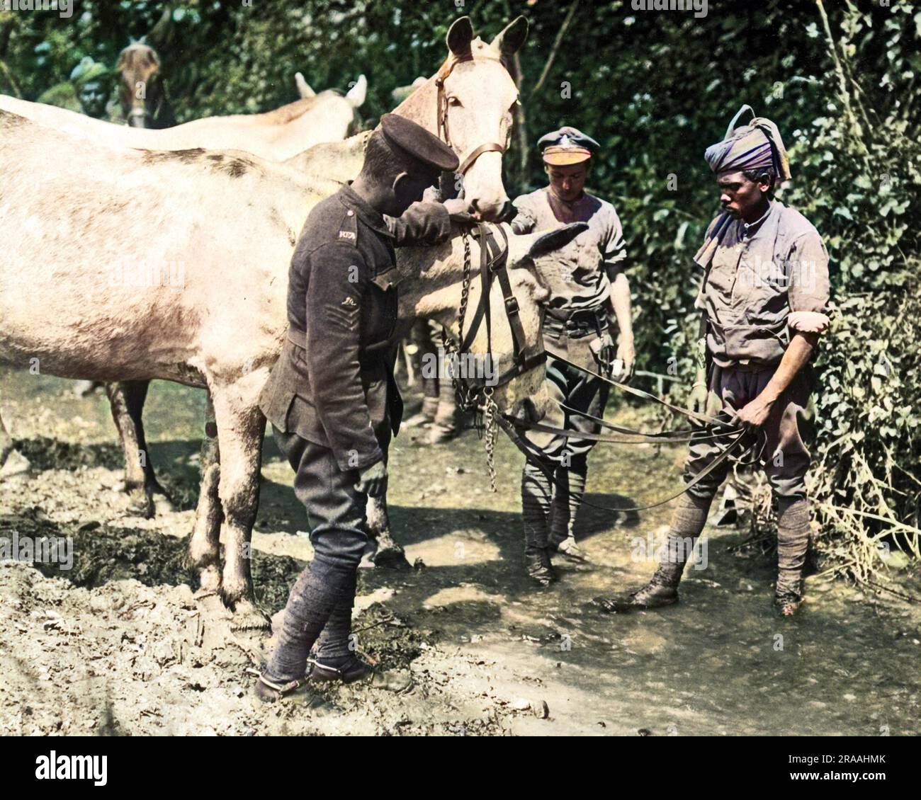 Un soldat indien arrosant des mules sur le front occidental en France pendant la première Guerre mondiale. Date: Vers 1916 Banque D'Images