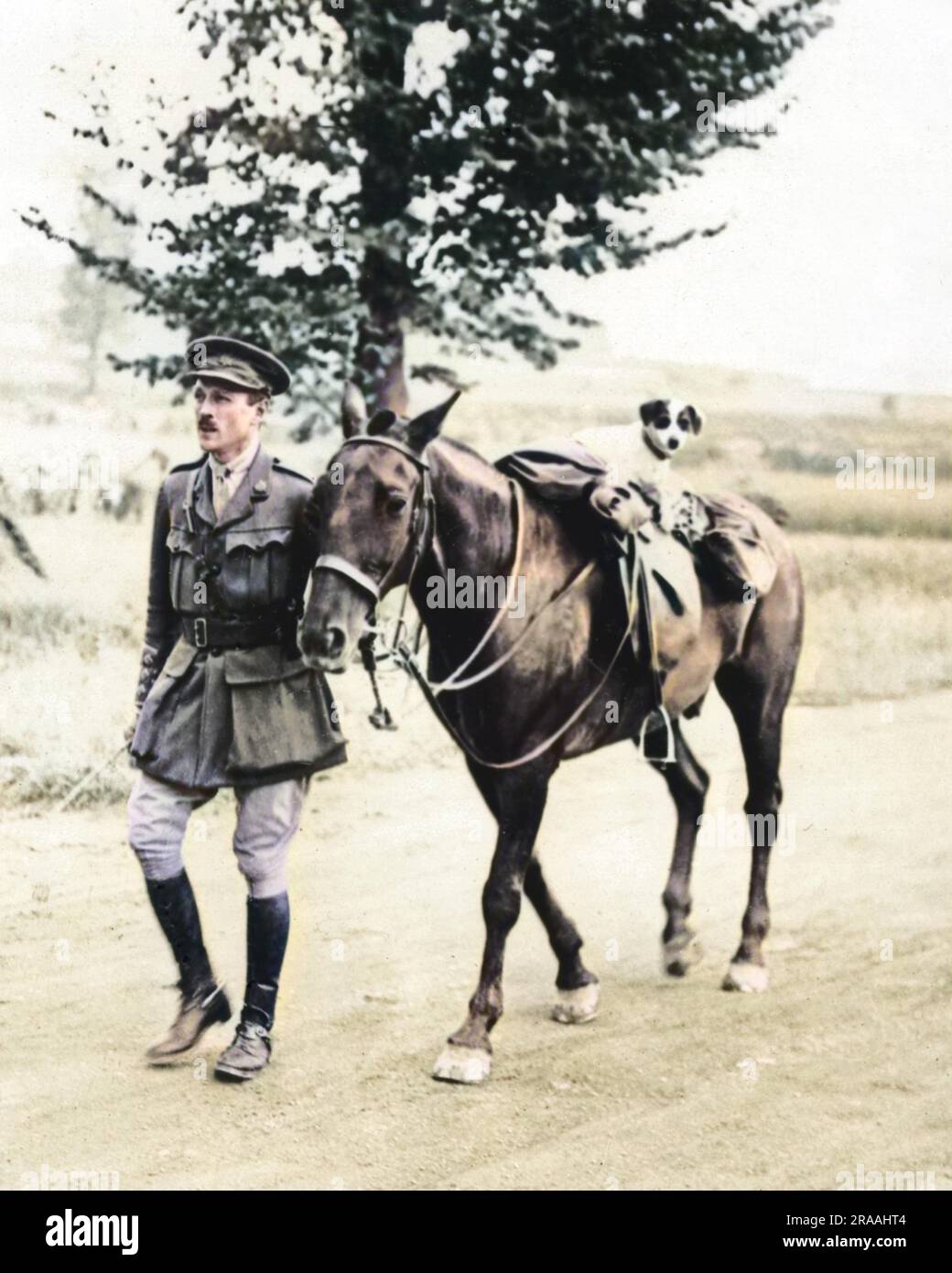 Un officier britannique conduit son cheval le long d'une route, donnant à sa mascotte de chien un tour dans la selle sur le front occidental en France pendant la première Guerre mondiale. Date: Vers 1916 Banque D'Images