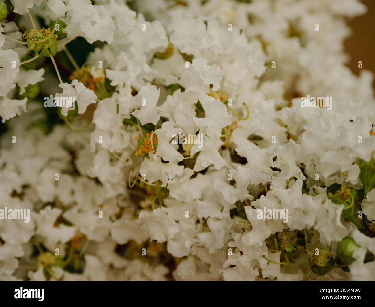 Fleur blanche de myrte de crape Banque D'Images