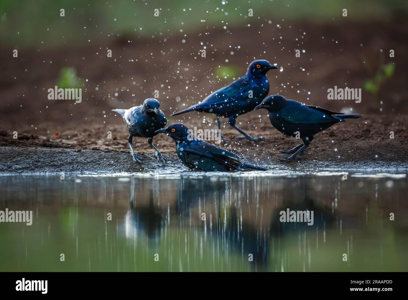 Cape Glossy Starling famille prenant bain dans le trou d'eau dans le parc national Kruger, Afrique du Sud ; famille de sturnidae de espèce Lamprotornis Banque D'Images