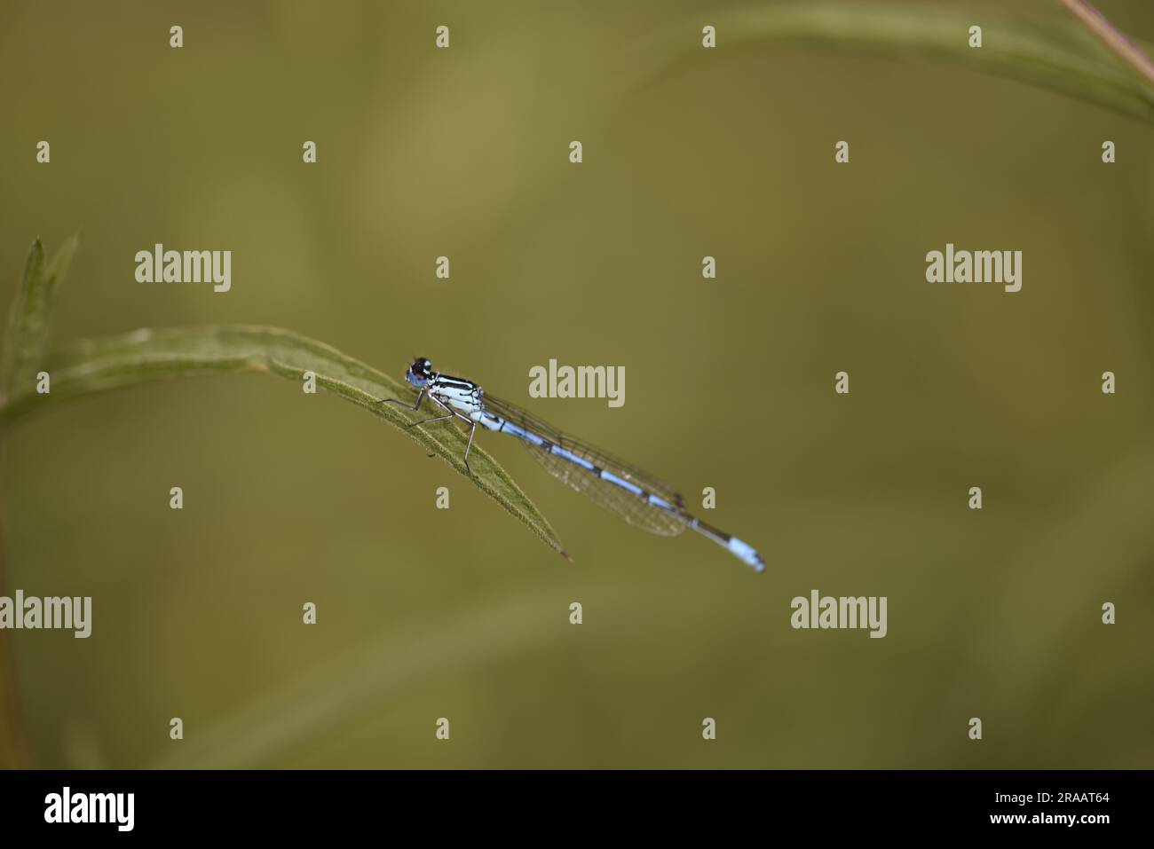 Mâle Damselfly Azure (Caenagrion puella) sur une seule lame d'herbe, à gauche de l'image, avec éclairage naturel, prise au centre du pays de Galles, Royaume-Uni en juin Banque D'Images