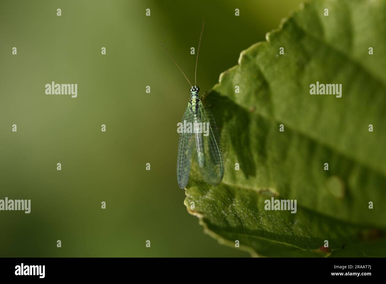 Macro image d'une lachewing verte (Chrysopa perla) perchée verticalement sur une feuille verte éclairée par le soleil, à droite de l'image, contre un fond vert, prise au Royaume-Uni Banque D'Images