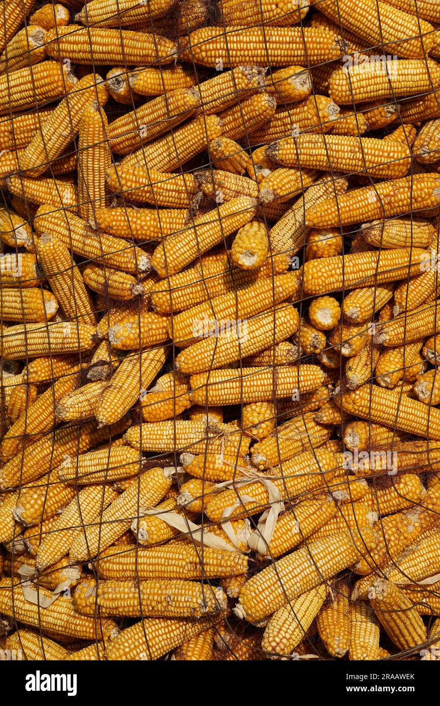 récolte de maïs, une pile de maïs Banque D'Images