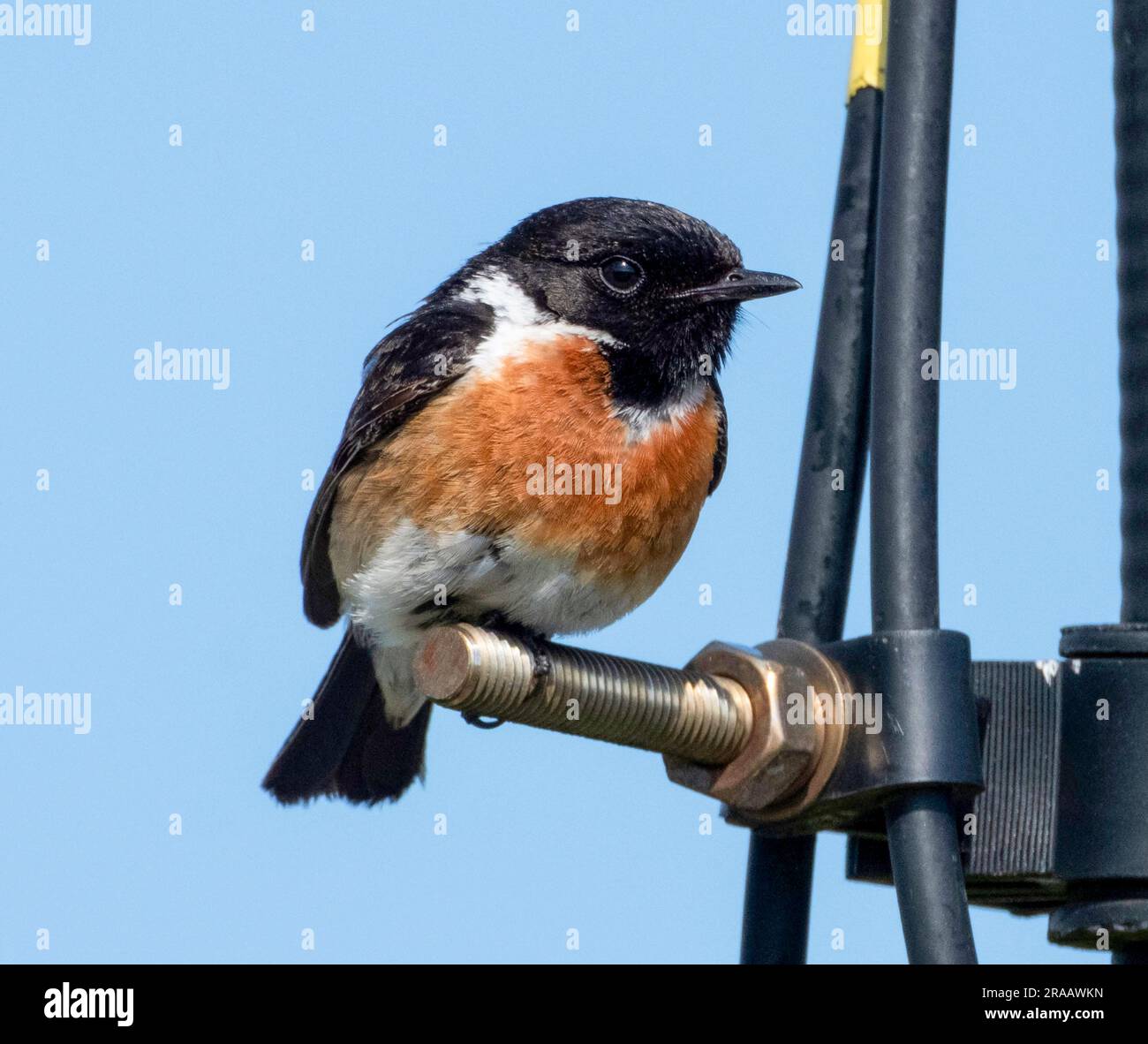 Mâle européen Stonechat (Saxicola rubicola), perché sur une structure métallique, île de Tiree, Hébrides intérieures, Écosse, juin Banque D'Images