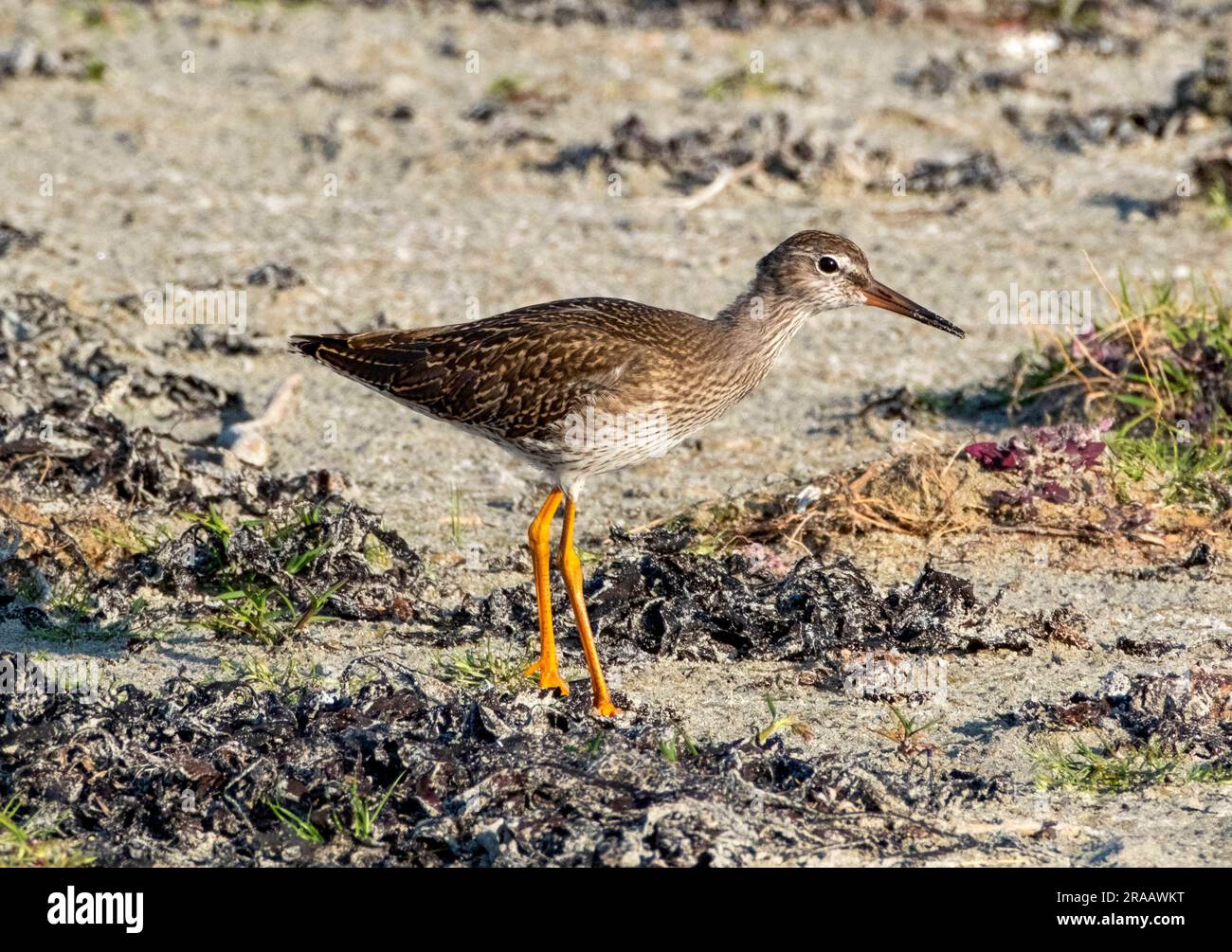 Redshank, Tringa totanus, recherche sur une plage, June, Tiree, Inner Hebrides, Écosse, ROYAUME-UNI Banque D'Images